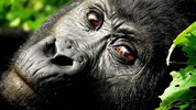 Safari v Ugandě - Cesta za gorilami s českým průvodcem - Uganda_Národní park Bwindi Impenetrable_pozorování goril