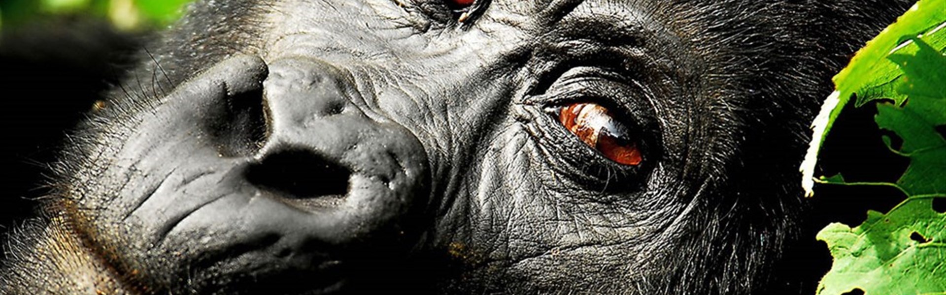 Safari v Ugandě - Cesta za gorilami s českým průvodcem - 