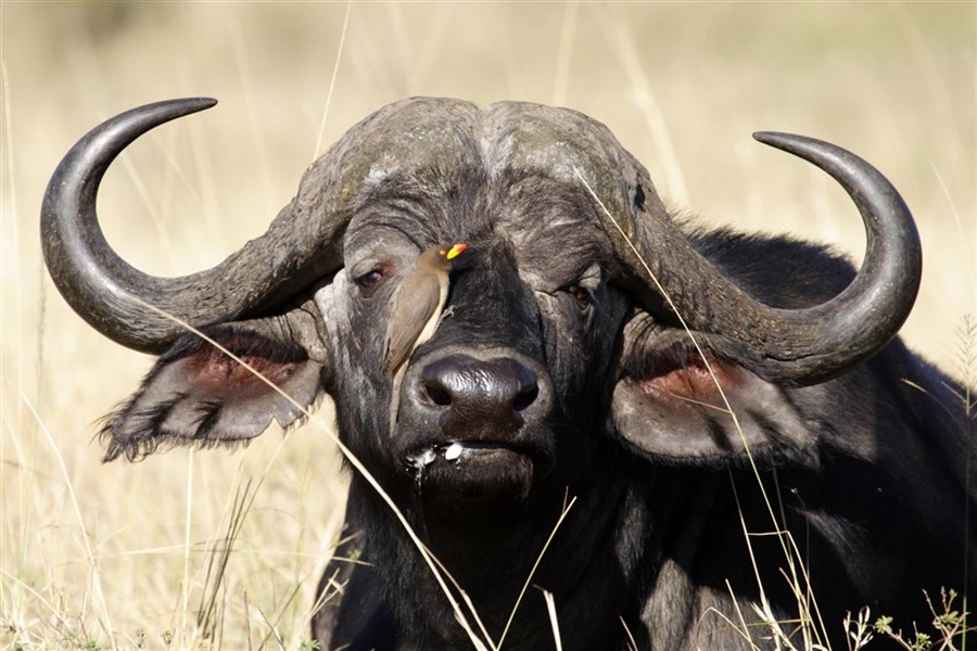 Expedice v náklaďáku nejen za gorilami s anglickým průvodcem