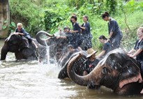 Thajsko_Chiang Mai_sloni