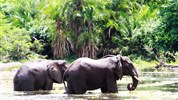 Safari v Ugandě - Za gorilami a pramenem Nilu - Uganda-Murchison-Falls