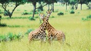 Safari v Ugandě - Objevte nebroušený diamant Afriky