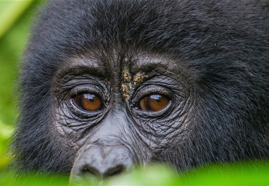 Safari v Ugandě - Cesta za gorilami s českým průvodcem -  - 