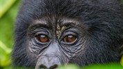 Safari v Ugandě - Za gorilami a pramenem Nilu