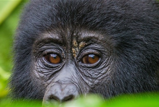 Safari v Ugandě - Cesta za gorilami s českým průvodcem - 