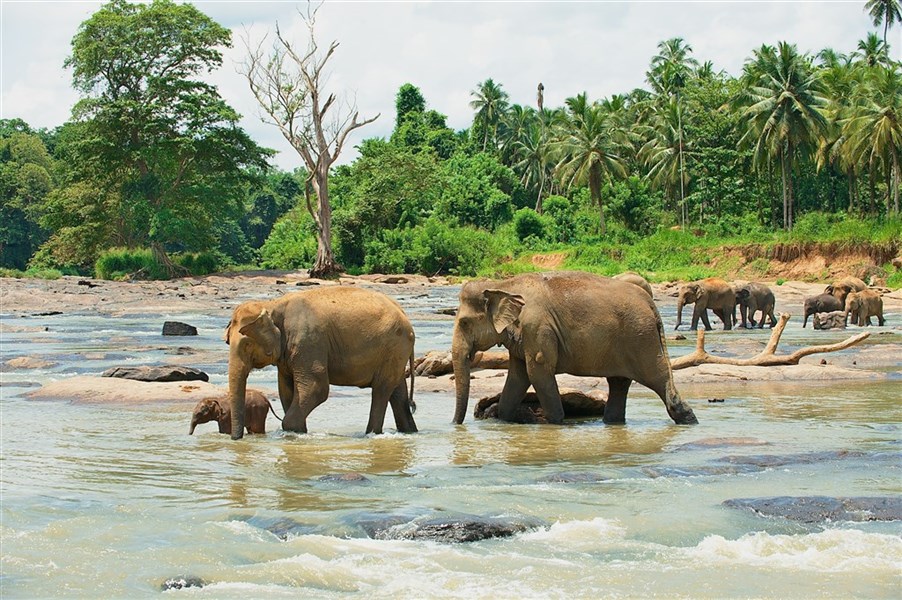Poznávací zájezd - Esence Srí Lanky s českým průvodcem - Sloní sirotčinec v Pinnawale - koupání slonů v řece Maha Oya