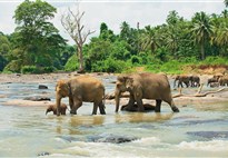 Sloní sirotčinec v Pinnawale - koupání slonů v řece Maha Oya