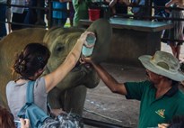 Sloní sirotčinec v Pinnawale - krmení slůňat