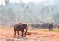 Sloní sirotčinec v Pinnawale - současné stádo čítá několik desítek kusů