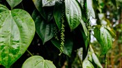 Poznávací zájezd - Esence Srí Lanky s českým průvodcem - Matale, zahrada koření - pepř je pro Srí Lanku typický