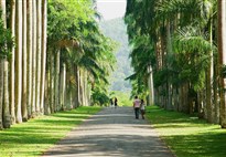 Královská botanická zahrada v Peradenyi - jedna z několika palmových alejí