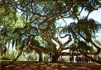 Královská botanická zahrada v Peradenyi - největší plochu zabírá jediný strom, kterým je náš známý fíkus Benjamin