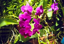 Královská botanická zahrada v Peradenyi - samozřejmě nesmí chybět pavilon orchidejí