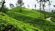 Poznávací zájezd - Esence Srí Lanky s českým průvodcem - Čajové plantáže začínají již okolo nadmořské výšky 600 metrů, čím výše tím je čaj kvalitnější