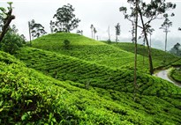 Čajové plantáže začínají již okolo nadmořské výšky 600 metrů, čím výše tím je čaj kvalitnější