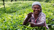 Poznávací zájezd - Esence Srí Lanky s českým průvodcem - Na čajových plantážích se sklízí ručně a pracují zde téměř výhradně tamilské ženy
