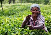 Na čajových plantážích se sklízí ručně a pracují zde téměř výhradně tamilské ženy