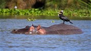 4 parky (Ol Pejeta, jezera Nakuru a Naivasha, Masai Mara) - český průvodce