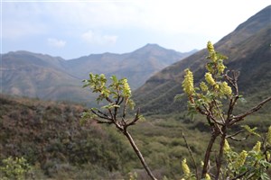  Lesotho - 11