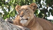 Safari v Ugandě - Cesta za gorilami s českým průvodcem - Uganda-Queen-Elizabeth