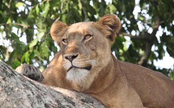 Marco Polo - Queen Elizabeth - národní park v Ugandě - informace