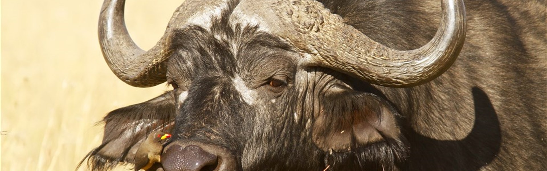 4 parky (Ol Pejeta, jezera Nakuru a Naivasha, Masai Mara) 4* - český průvodce - Keňa_Masai Mara_buvol
