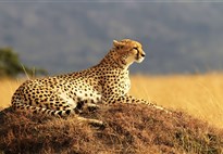 Keňa_Masai Mara_Levhart