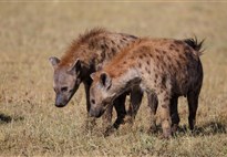 Keňa_Masai Mara_hyeny