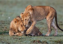 Keňa_Masai Mara