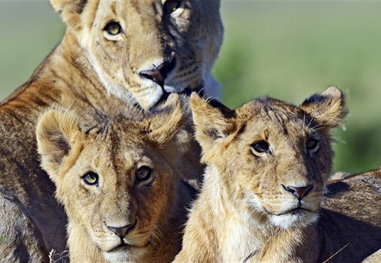 Volání divočiny - Masai Mara a Národní park Nairobi - Masai Mara