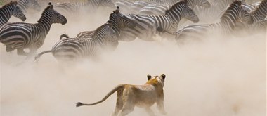 Keňa_Masai Mara_Velká migrace Masai Mara - 1