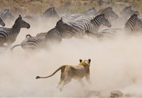 Keňa_Masai Mara_Velká migrace