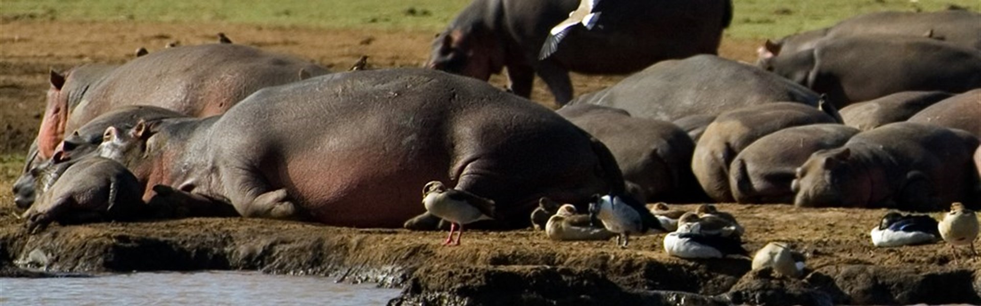 Lake Manyara - anzanie_Lake Manyara