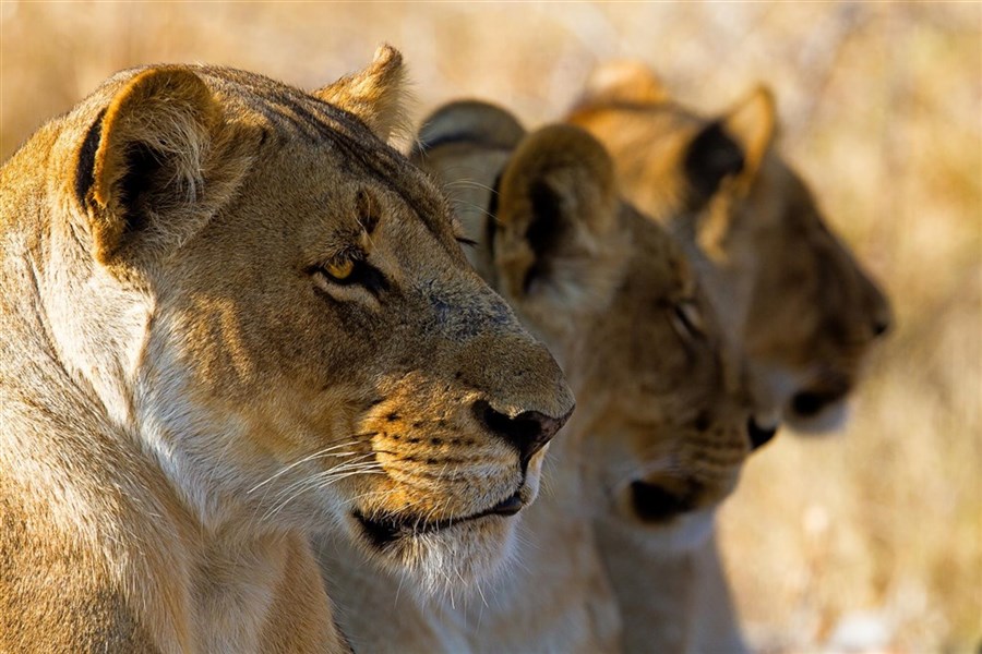 Safari v Tanzanii - To nejlepší ze severní Tanzánie s českým průvodcem