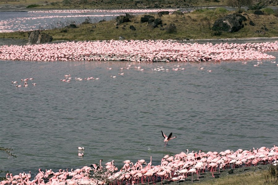 Tanzanie -  plameňáci u jezera Natron a mnohem více