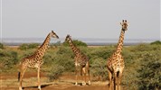 Tanzanie -  plameňáci u jezera Natron a mnohem více