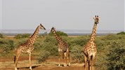 Safari a odpočinek na Zanzibaru s českým průvodcem