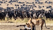 Velká migrace pakoňů v Masai Mara s českým průvodcem