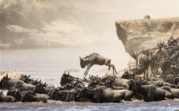 Marco Polo - Velká migrace pakoňů - pojízdná prodejna masa