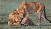 Putování za velkou pětkou v Masai Mara a jezera Nakuru a Naivasha - český průvodce - Safari v Keni_Masai Mara_království lvů