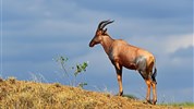 Putování za velkou pětkou v Masai Mara a jezera Nakuru a Naivasha -  s českým průvodcem - Safari v Keni_Masai Mara_buvolec topi