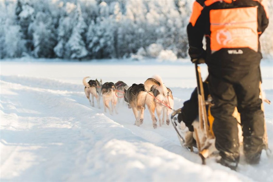 Zimní Helsinky a Polární Kruh - vlakem i s psím spřežením