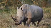 Zázraky Afriky: Velká migrace v Serengeti a kráter Ngorongoro  a odpočinek na rajském Zanzibaru - Tanzanie_Ngorongoro_nosorožec bílý