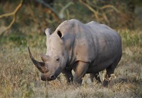 Ráj slonů v Tarangire a úchvatný kráter Ngorongoro a pobyt na Zanzibaru