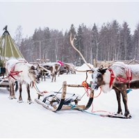 Apukka Resort - ckmarcopolo.cz