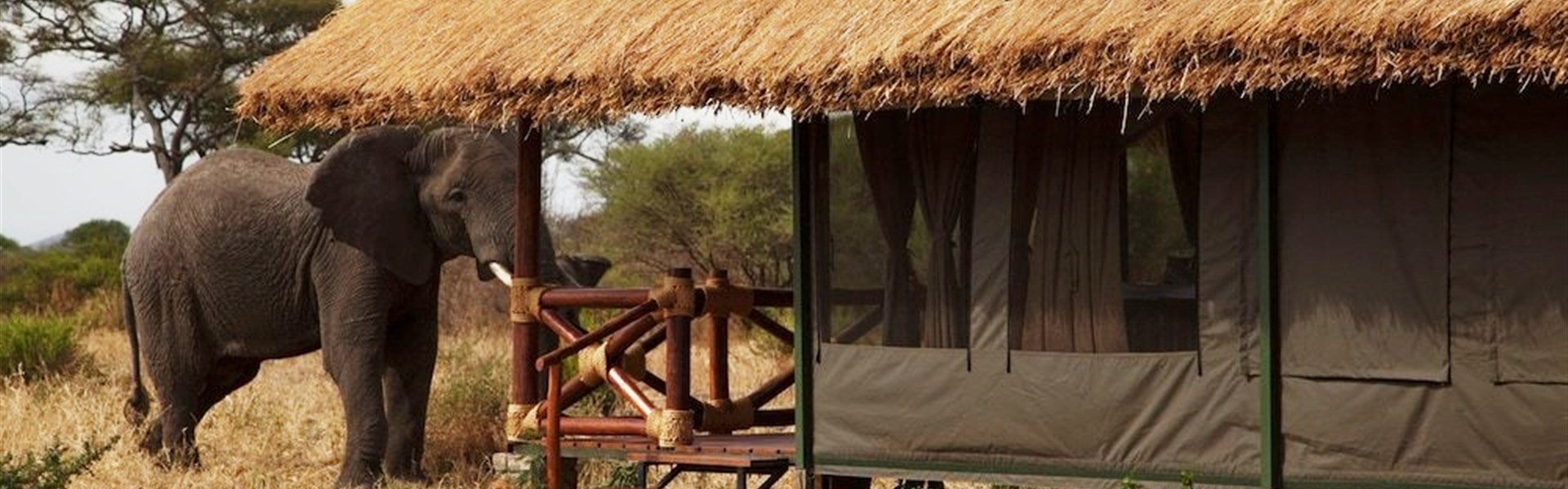 Marco Polo - Simba Lodge Tarangire - 