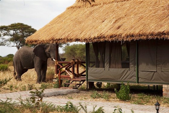 Marco Polo - Simba Lodge Tarangire - 