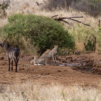 Satao Elerai Camp Amboseli - ckmarcopolo.cz