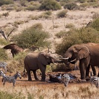 Satao Elerai Camp Amboseli - ckmarcopolo.cz