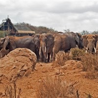 Satao Elerai Camp Amboseli - ckmarcopolo.cz